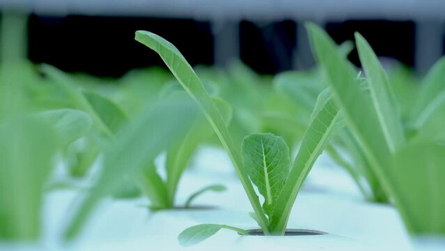 Hydroponic lettuce in hydroponic pipe. plants using mineral nutrient solutions in water without soil. Close up planting Hydroponics plant. Organic hydroponic vegetable cultivation farm.