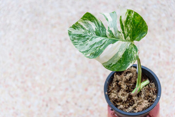 Monstera Borsigiana Albo Variegated in the pot
