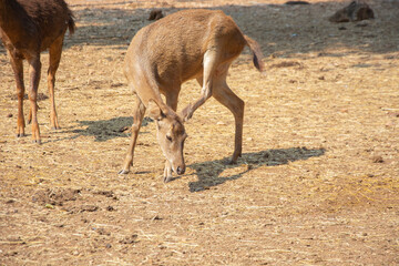 A young deer who came out to live in the village area.