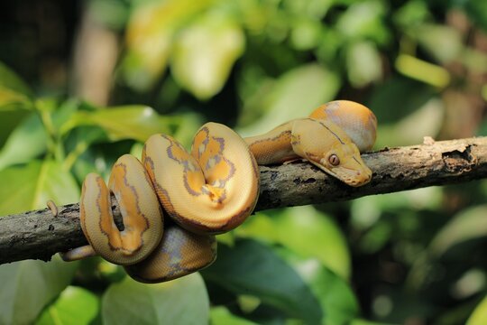 The yellow reticulated python (Malayopython reticulatus) is a python species native to South and Southeast Asia.