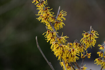 枝にビッシリと花を咲かせたマンサク