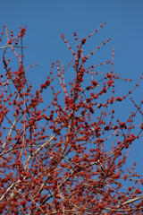 Close-up of red female flowers of Silver maple or creek maple against blue sky. Acer saccharinum