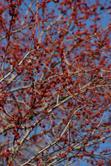Close-up of red female flowers of Silver maple or creek maple against blue sky. Acer saccharinum