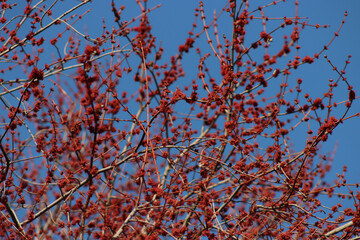 Close-up of red female flowers of Silver maple or creek maple against blue sky. Acer saccharinum