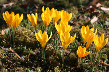 Yellow crocus flowers in bloom in the garden on early springtime