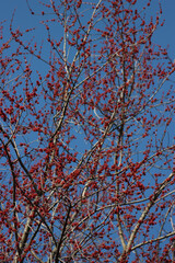 Red female flowers of Silver maple or creek maple against blue sky. Acer saccharinum