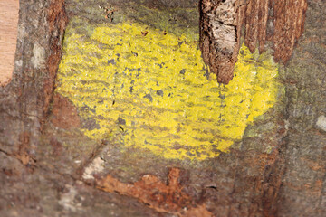 Detail of tree ready to be cut marked with yellow spray on the bark 