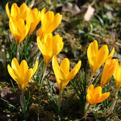 Yellow crocus flowers in bloom in the garden on early springtime