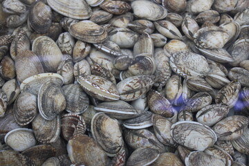 Fresh clams in seafood market
