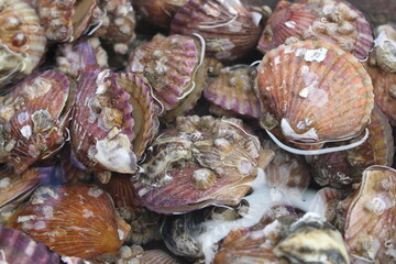 Scallops in the market