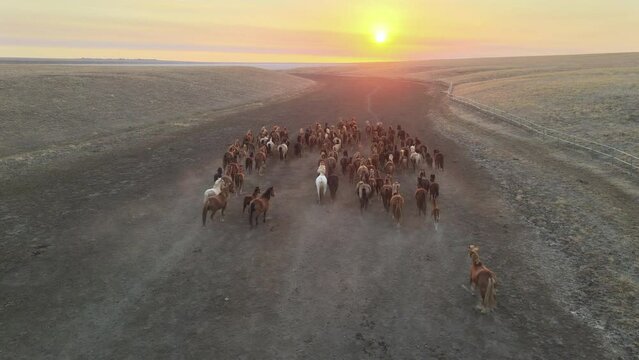 Wild Horses Running. Herd of horses, wild mustangs running on steppes to river. 4k hdr high quality video