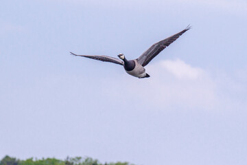 Barnacle goose flying