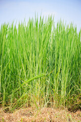 Napier Grass (pennisetum purpurerum) Fodder Grass Cultivation