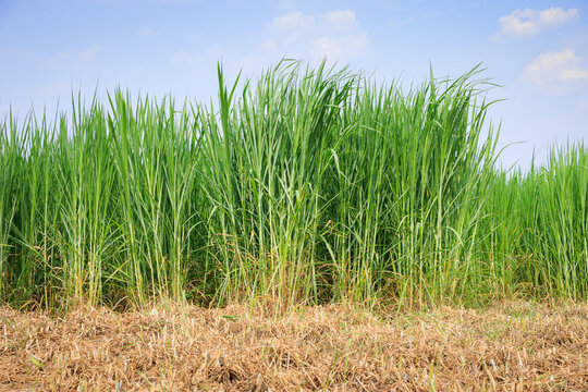 Cow Grass