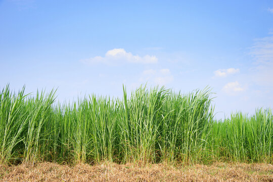 Napier grass 2024