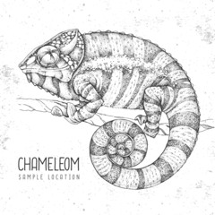  Hand drawing chameleon illustration. Graphic art. Vector illustration © annbozhko
