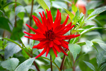 A snapshot of a beautiful red dahlia flower in the village garden.