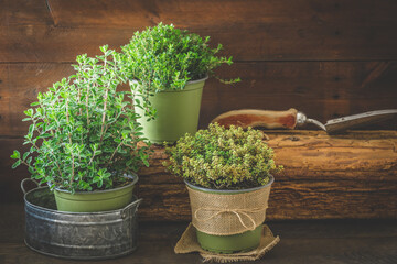 Various herbal plants for the garden or windowsill on wooden background, planting concept, home cultivation, copy space