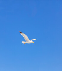 Sea gull open wing fly, clear blue sky background. Herring gull white color, under view