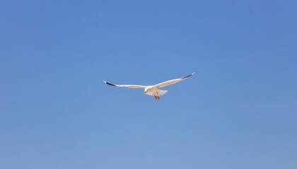 Sea gull open wing fly, clear blue sky background. Herring gull white color, under view