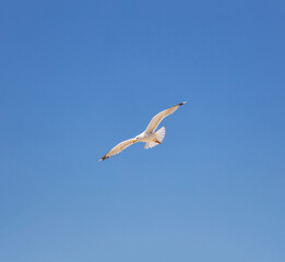 Sea gull open wing fly, clear blue sky background. Herring gull white color, under view