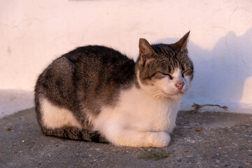Naklejka na ściany i meble Cat white and grey relaxing outdoor, closed eyes, white wall background, Greek island