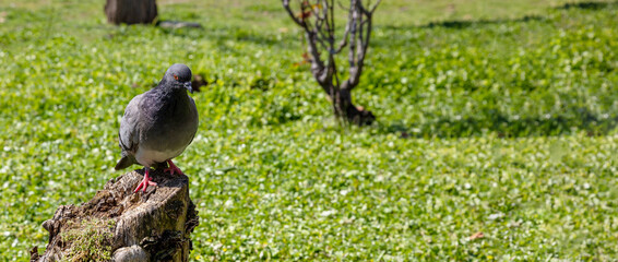 Pigeon standing on a tree trunk blur green park grass, sunny day in Athens Greece