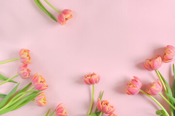 Beautiful tender tulips on a pink background. Floral background with copy space for text. Daylight, selective focus