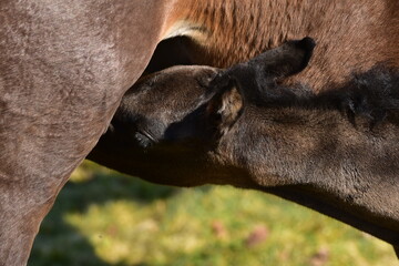 Warmblutfohlen