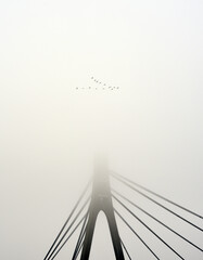 Fog, bridge and flying birds