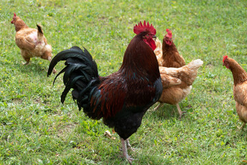 French rooster and chickens in farm