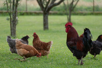 French rooster and chickens in farm