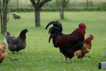 French rooster and chickens in farm