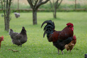 French rooster and chickens in farm
