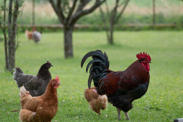 French rooster and chickens in farm