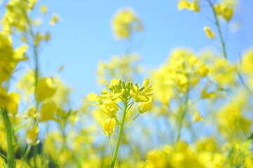 Obraz premium 菜の花と青空