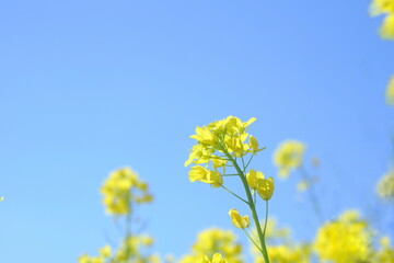 菜の花と青空