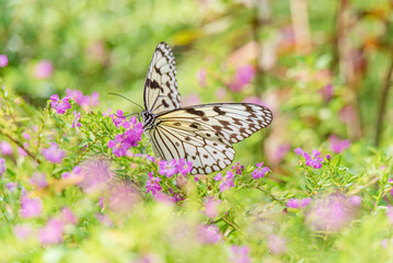 蜜を吸うオオゴマダラ