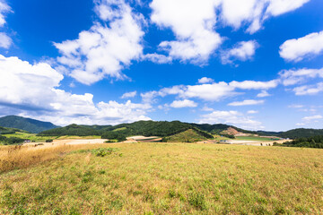 7月の北海道富良野、麦畑