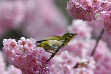 メジロと河津桜