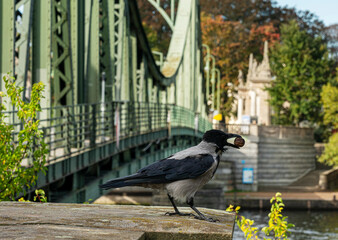 eine Krähe an der Glienicker Brücke