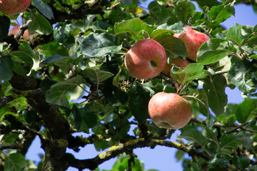 big Organic apples hanging from a tree branch in an orchard garden