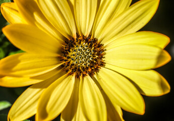 A cape Marguerite daisy bloom . Morning delight