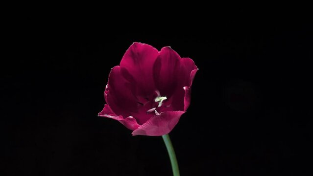 Timelapse of a light pink double peony tulip flower blooming on white background. Wedding backdrop, Valentine's Day concept. Birthday bunch.