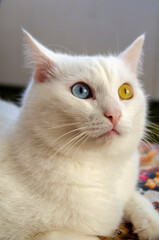 Portrait of a white cat with heterochromia
