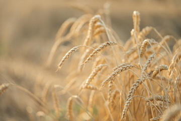 Fototapeta premium Ears of dried wheat in the field in the morning. Harvest of bread and grain crops. Focus on grain.