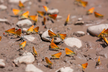 Butterfly on a flower. A flock of butterflies by the water. Colorful spring background with copy...