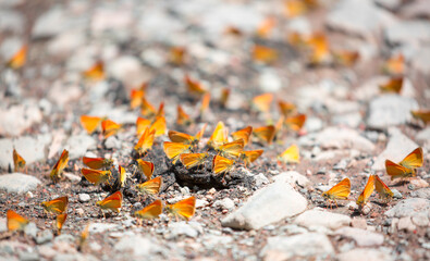 Butterfly on a flower. A flock of butterflies by the water. Colorful spring background with copy space. Spring and ecology concept.