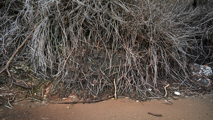 small tree trunk in the area of Mount Salak Halimun Indonesia