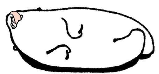 横になってだらけて舌を出すしろくま